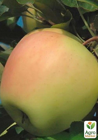 Яблуня "Голд Раш" (зимовий сорт, пізній термін дозрівання) - фото 3