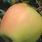 Яблуня "Голд Раш" (зимовий сорт, пізній термін дозрівання) цена