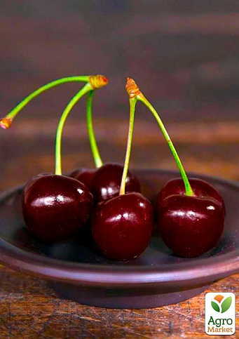 Эксклюзив! Вишня карликовая шаровидная темно-красная "Встреча" (Meeting) (премиальный крупноплодный среднеспелый сорт) - фото 5