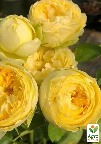 Роза кустовая "Lemon Pompon" в контейнере, высший сорт - фото 2