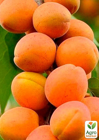 Абрикос колоновидный "Первайс" - фото 2