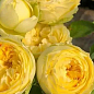 Роза кустовая "Lemon Pompon" в контейнере, высший сорт купить