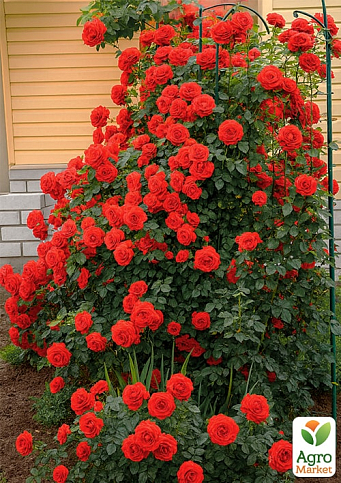 Троянда плетиста "Саліта" (саджанець класу АА+) вищий сорт - фото 5