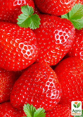 Ексклюзив! Полуниця яскраво-червона "Аріель" (Ariel) (преміальний, ремонтантний, дуже солодкий)