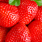 Ексклюзив! Полуниця яскраво-червона "Аріель" (Ariel) (преміальний, ремонтантний, дуже солодкий)