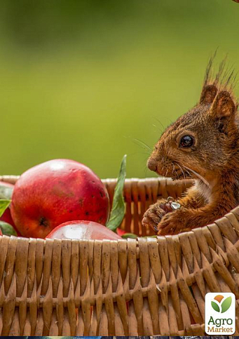 Яблоня "Камео" (зимний сорт, поздний срок созревания) - фото 6