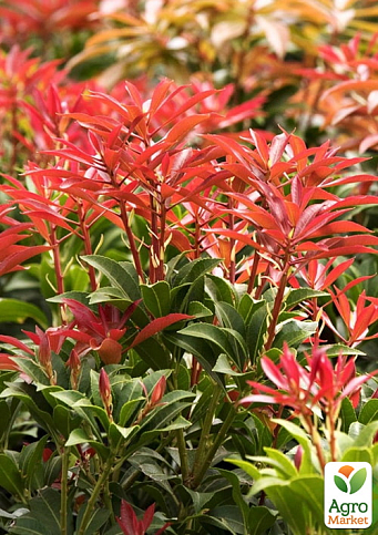Пиерис японский 2-х летний "Mountain Fire" вазон С1.5 - фото 2