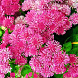 Агератум рожевий (у банці) ТМ "Весна Органік" 4г