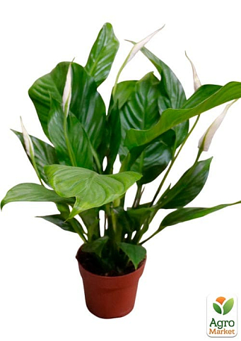 Спатифілум "Bellini Make Up" висота 55-65см - фото 8
