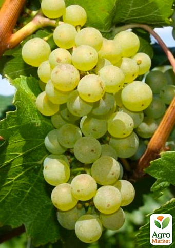 Виноград вегетирующий "Алтай" 