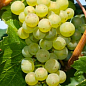 Виноград вегетирующий "Алтай" 