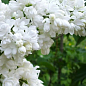 Сирень белая махровая "Мадам Лемуан"
