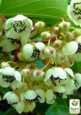 Ексклюзив! Ківі темно-зелений "Банафія" (Banafia) (премільний, морозостійкий сорт)