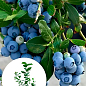 Голубика (черника садовая) 2 года "Ханна Чойс"(Hannah`s Choice) С1,5 высота 50-60см