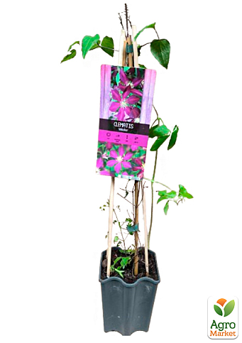 LMTD Клематис 2-х летний "Mikelite" (высота 40-60 см) - фото 5