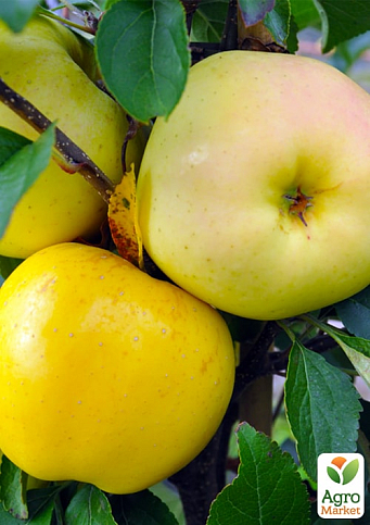 Яблоня "Пепинка золотая" (зимний сорт)