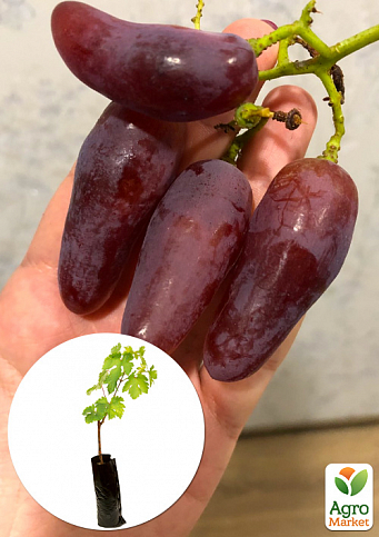 Виноград "Краса Днепра" (вегетирующий саженец очень крупного сладкого винограда) - фото 2