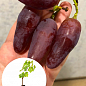 Виноград "Краса Дніпра" (вегетуючий саджанець дуже великого солодкого винограду) купить