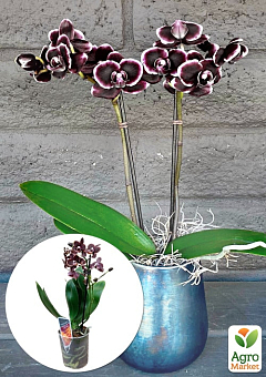 Орхидея Мини (Phalaenopsis) "Purple"1