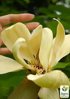 Магнолія трипилюсткова "Magnolia Tripetala"1
