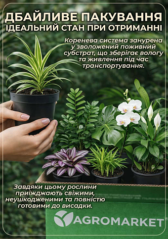 Кливия "Clivia Citrina" (вечнозеленое многолетнее комнатное растение) - фото 4