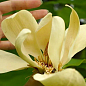 Магнолія трипилюсткова "Magnolia Tripetala"