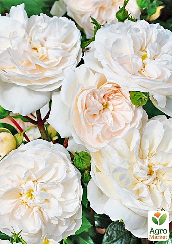 Эксклюзив! Роза английская белая с нюдовой серединой "Ариана" (Ariana) (саженец класса АА+, премиальный махровый сорт) - фото 2