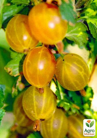 Ексклюзив! Агрус бурштиновий "Натхнення природи" (Inspiration of nature) (преміальний дуже великоплідний сорт)