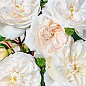 Ексклюзив! Троянда англійська біла з нюдовой серединою "Аріана" (Ariana) (саджанець класу АА +, преміальний махровий сорт) купить