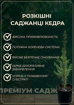 Кедр Гімалайський (Cedrus Deodara) С2, висота 30-40 см6