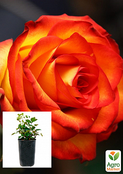 Троянда в контейнері чайно-гібридна "Вищий світ" (саджанець класу АА+)2