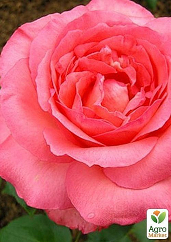 Роза чайно-гібридна "Pariser Charme"