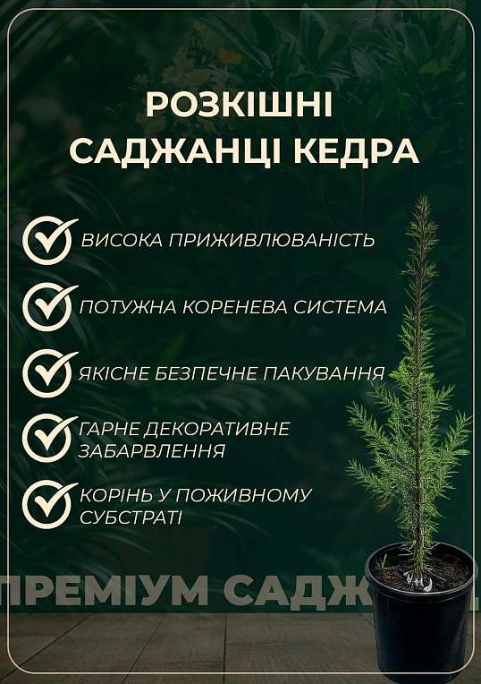 Кедр Гімалайський (Cedrus Deodara) С2, висота 30-40 см - фото 4