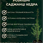 Кедр Гімалайський (Cedrus Deodara) С2, висота 30-40 см