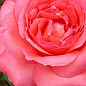 Роза чайно-гібридна "Pariser Charme"