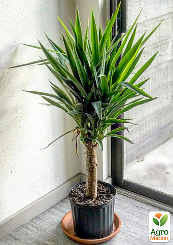 LMTD Юкка пальмовидная на штамбе 3-х летняя "Yucca Treculeana" (50-60см) - фото 3