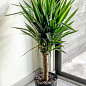 LMTD Юкка пальмовидная на штамбе 3-х летняя "Yucca Treculeana" (50-60см) цена