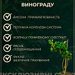 LMTD Виноград "Bianca" (сортовий, укорінений)