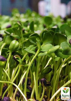 Пророщувач (спаутер) + набір насіння мікрозелені №3 ТМ "BIO Natura"1