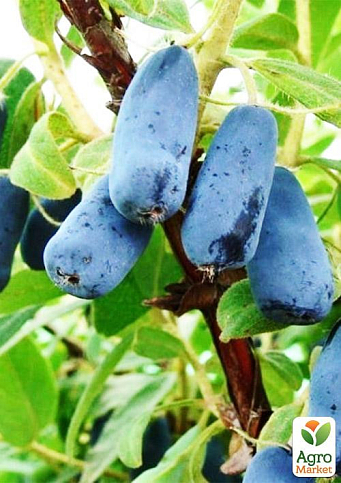 Эксклюзив! Жимолость сине-сизого цвета "Ягодный пудинг" (Berry Pudding) (премиальный высокоурожайный сорт, ранний срок созревания) - фото 3