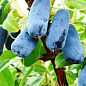Эксклюзив! Жимолость сине-сизого цвета "Ягодный пудинг" (Berry Pudding) (премиальный высокоурожайный сорт, ранний срок созревания) цена
