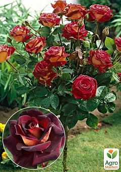 Роза штамбовая "Eddy Mitchell" (саженец класса АА+) высший сорт1