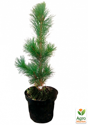 Сосна кедрова (Pinus cembra) S3, висота 25-30см - фото 2