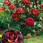 Троянда штамбова "Eddy Mitchell" (саджанець класу АА+) вищий сорт