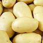 Семенной среднеспелый картофель "Саванна" (на варку, 1 репродукция) 3кг
