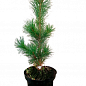 Сосна кедровая (Pinus cembra) С3, высота 25-30см купить