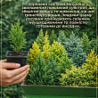 Кіпарисовик Lawsoniana "Pembury Blue" вазон P9