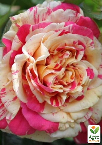 Троянда в контейнері плетиста "Ванілла Фрейз" (саджанець класу АА+) - фото 2