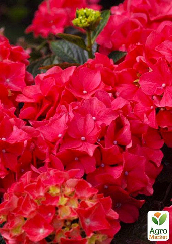 Эксклюзив! Гортензия крупнолистная рубиново-красная "Фламенко" (премиальный, неприхотливый сорт) - фото 3