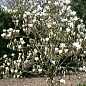 Магнолия 2-х летняя гибридная "Lennei Alba" (высота 30-40см) цена